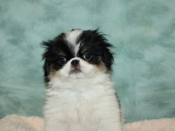 Japanese Chin DOG Male Black / White 9211 Petland Dalton, Georgia