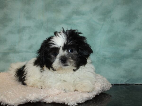 Shih Tzu DOG Female Black / White 9215 Petland Dalton, Georgia