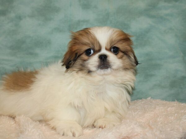 Pekingese DOG Male Sable / White 9213 Petland Dalton, Georgia