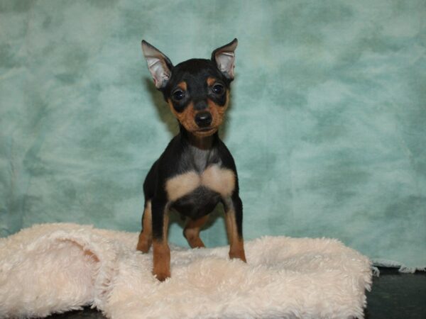 Miniature Pinscher-DOG-Male-Black / Rust-9212-Petland Dalton, Georgia