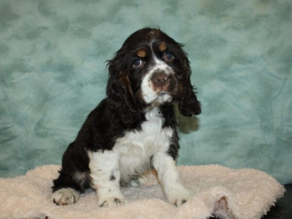 Cocker Spaniel DOG Male Chocolate / White 9216 Petland Dalton, Georgia