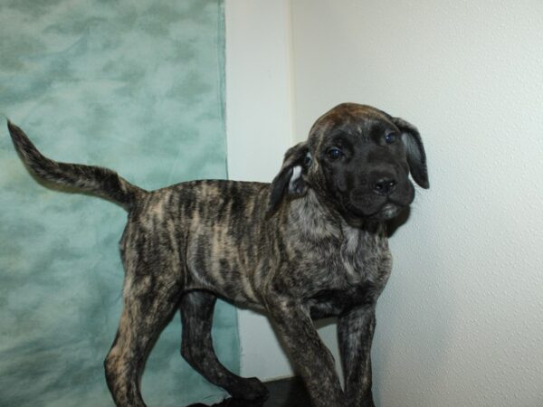 Mastiff-DOG-Female-Brindle-9217-Petland Dalton, Georgia