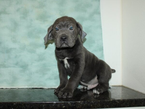 Cane Corso-DOG-Male-Blue-9210-Petland Dalton, Georgia