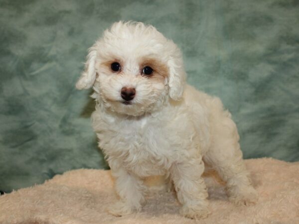 Poodle DOG Female Red 20036 Petland Dalton, Georgia