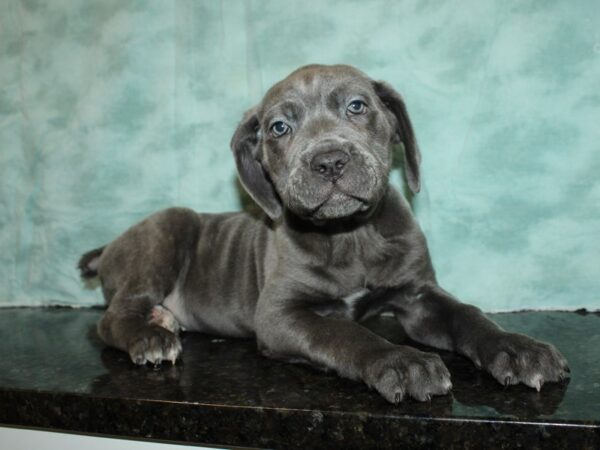 Cane Corso DOG Female Blue 20034 Petland Dalton, Georgia