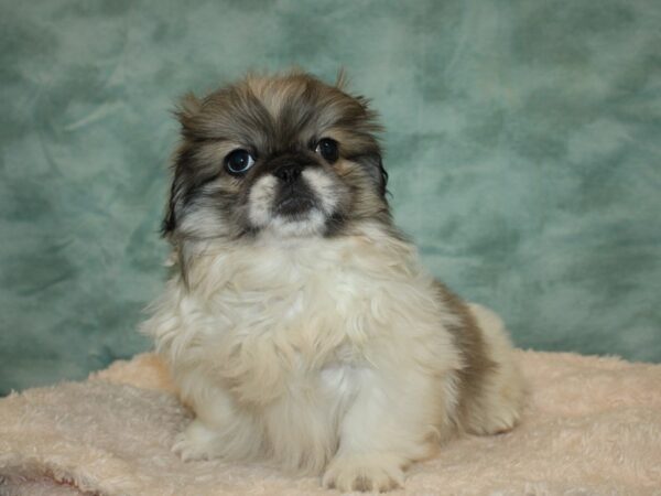 Pekingese DOG Male Sable / White 20032 Petland Dalton, Georgia