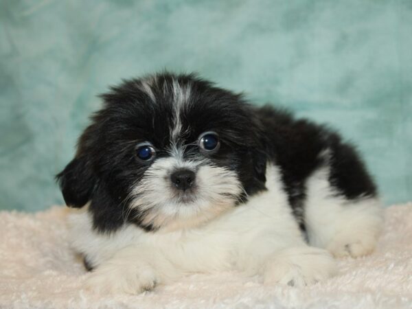 Shih Tzu DOG Female Black / White 20037 Petland Dalton, Georgia