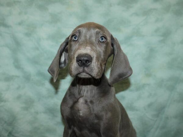 Great Dane DOG Female Blue 20053 Petland Dalton, Georgia