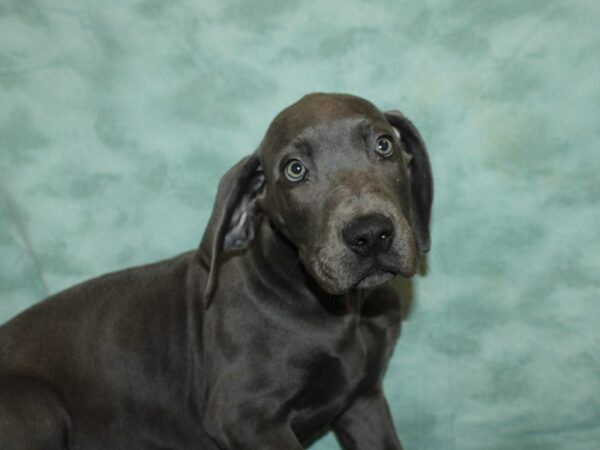 Great Dane DOG Male Blue 20054 Petland Dalton, Georgia