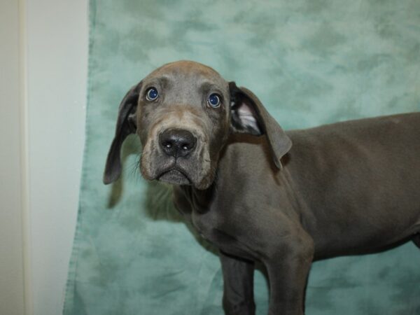 Great Dane DOG Male Blue 9224 Petland Dalton, Georgia