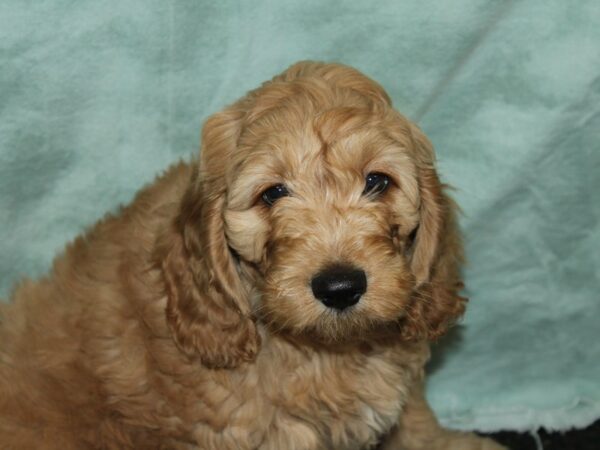 Comfort Goldendoodle DOG Male Golden 20050 Petland Dalton, Georgia