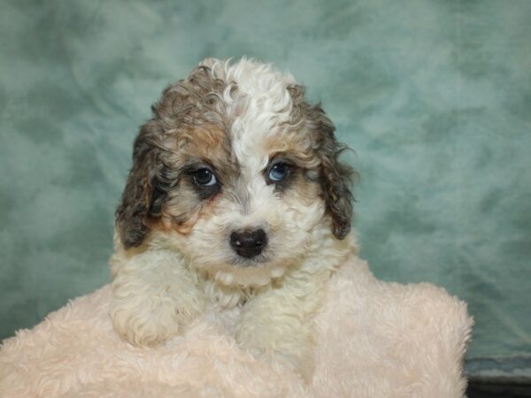 Bernadoodle DOG Male BLUE MERLE PARTI 20041 Petland Dalton, Georgia