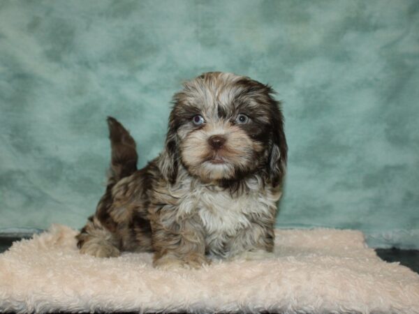 Daisy Dog-DOG-Female-Choc merle-20043-Petland Dalton, Georgia