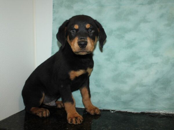 Rottweiler DOG Male Black & Tan 20038 Petland Dalton, Georgia