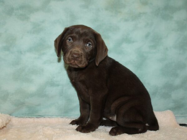 Labrador Retriever DOG Female Chocolate 20045 Petland Dalton, Georgia