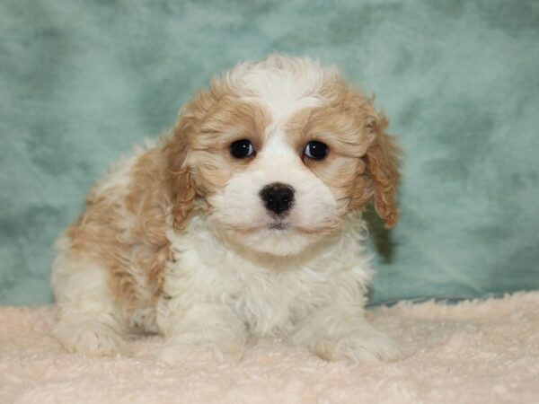 Cavachon DOG Female BLENHEIM 9223 Petland Dalton, Georgia