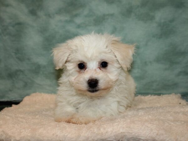 Bichon Frise DOG Female WHITE 9220 Petland Dalton, Georgia