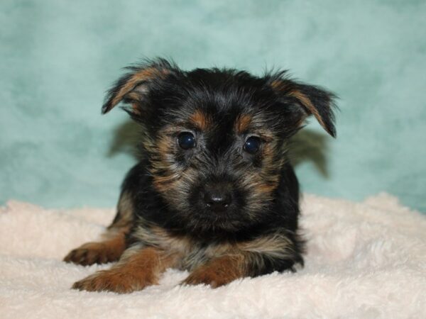 Morkie-DOG-Female-BLK TAN-9218-Petland Dalton, Georgia