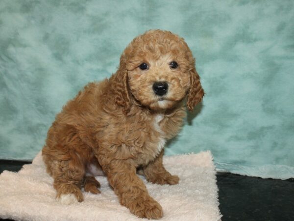 F2 MINI GOLDENDOODLE DOG Male Red 9221 Petland Dalton, Georgia