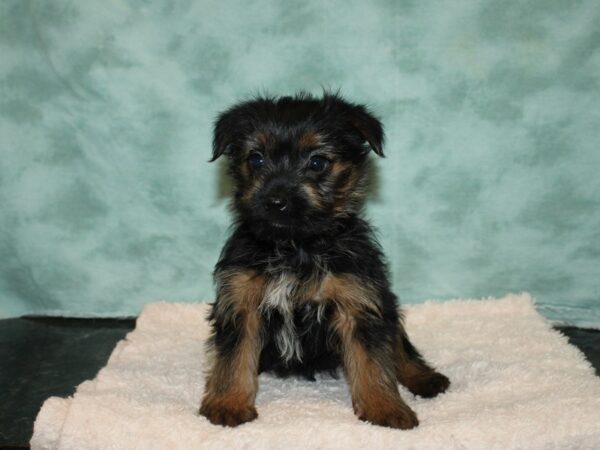 Morkie DOG Female BLK TAN 9219 Petland Dalton, Georgia