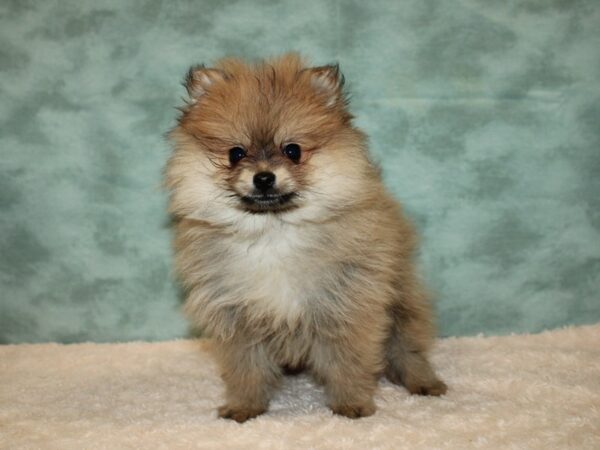 Pomeranian DOG Male Black / Tan 20056 Petland Dalton, Georgia