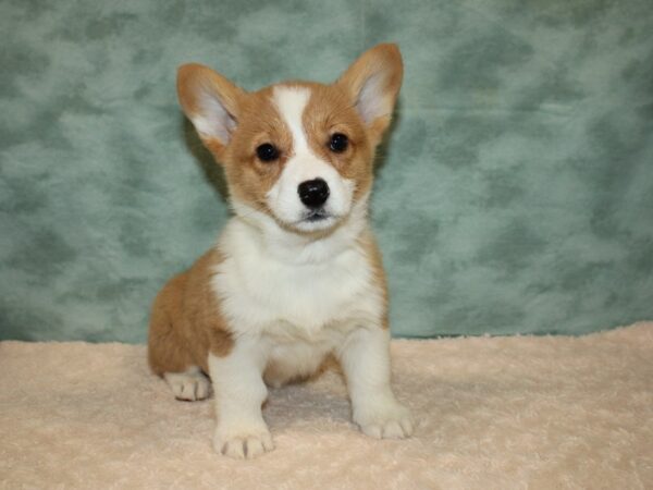 Pembroke Welsh Corgi DOG Female Red / White 9229 Petland Dalton, Georgia