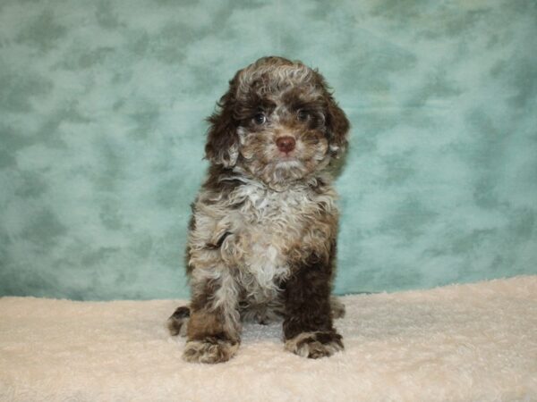 Cock A Poo DOG Male Chocolate Roan 9231 Petland Dalton, Georgia