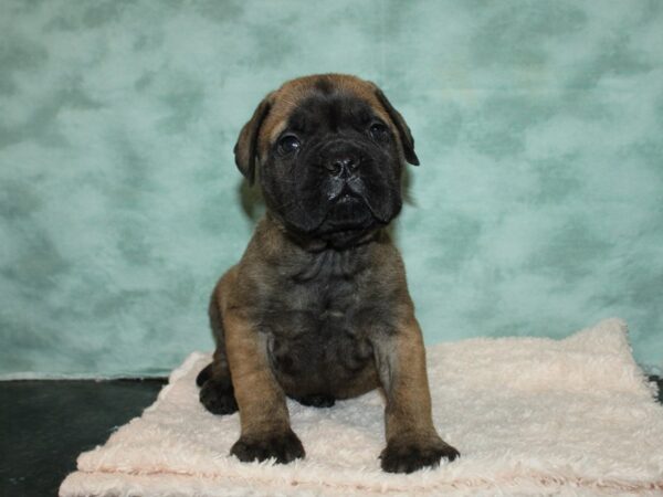 Bullmastiff DOG Male Red fawn 20070 Petland Dalton, Georgia