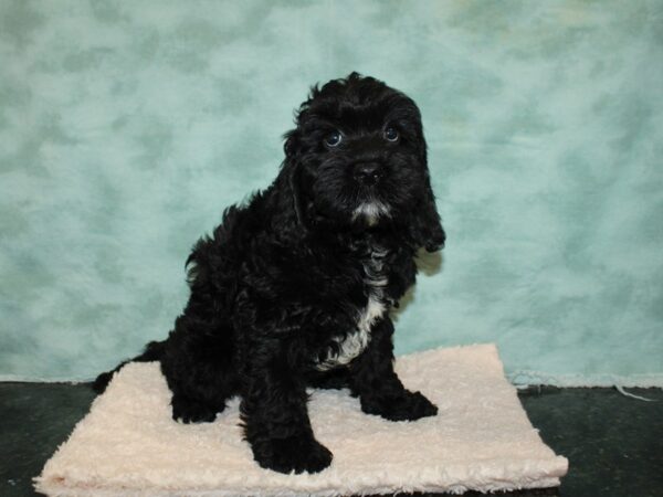 Cockadoodle DOG Male blk 9236 Petland Dalton, Georgia