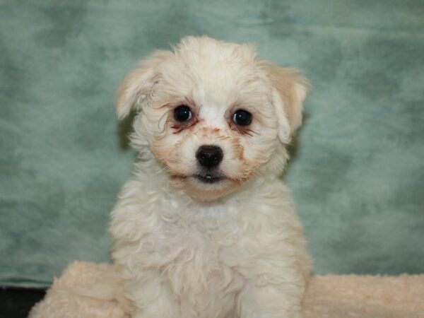 Bichon Frise-DOG-Male-WHITE-20066-Petland Dalton, Georgia