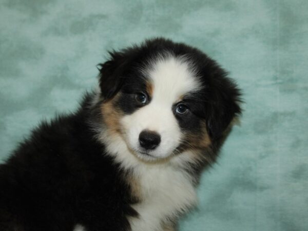 Miniature American Shepherd-DOG-Male-Black White / Tan-9228-Petland Dalton, Georgia