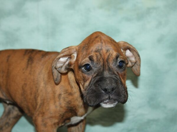 Boxer-DOG-Female-Brindle with Black Mask-20061-Petland Dalton, Georgia