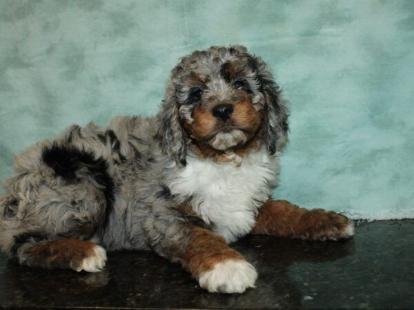 F2 St AussieDoodle-DOG-Female-Party Merle-20062-Petland Dalton, Georgia