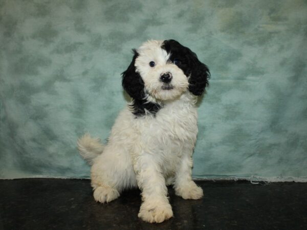 Portuguese Water Dog-DOG-Male-Black & White-20058-Petland Dalton, Georgia