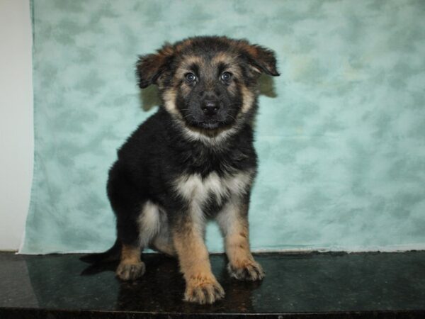 German Shepherd DOG Female Black & Tan 20060 Petland Dalton, Georgia