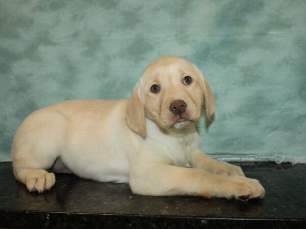 Labrador Retriever DOG Female Yellow 20059 Petland Dalton, Georgia