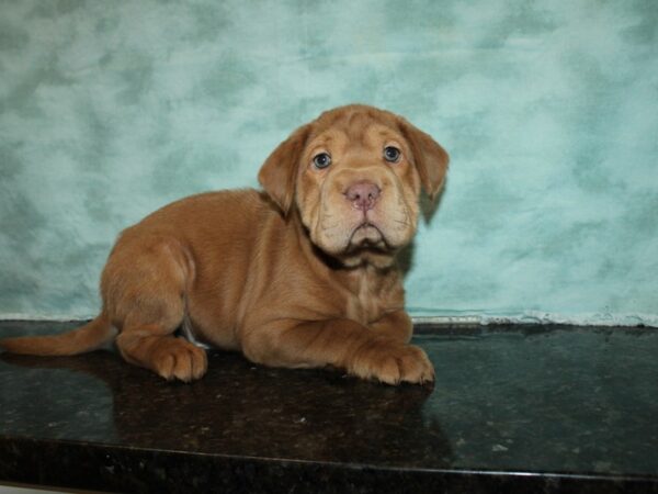 Mini Hippo DOG Male BRN 9240 Petland Dalton, Georgia