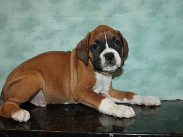 Boxer-DOG-Male-Fawn with White Mark-9235-Petland Dalton, Georgia