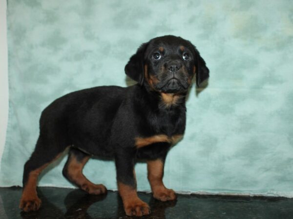 Rottweiler DOG Female Black & Tan 9234 Petland Dalton, Georgia