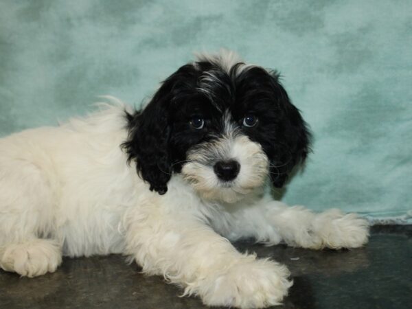 Portuguese Water Dog-DOG-Female-Black & White-9233-Petland Dalton, Georgia