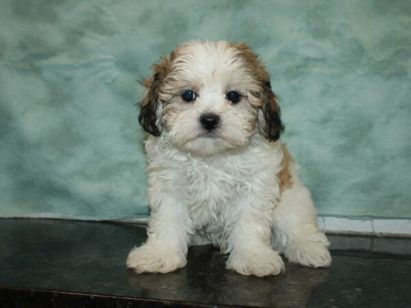 Daisy Dog DOG Male BRN WH 20075 Petland Dalton, Georgia