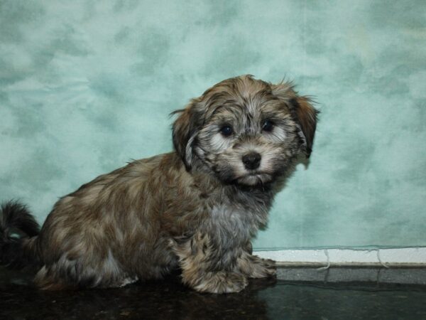 Havanese DOG Female blk Brindle 20072 Petland Dalton, Georgia