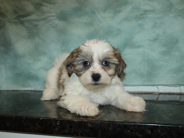 Marshmellow DOG Male Brown wh 20074 Petland Dalton, Georgia