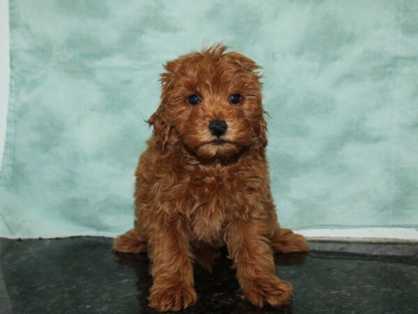 F1 B Mini Goldendoodle-DOG-Female-Red-20078-Petland Dalton, Georgia