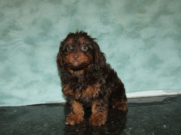 Doxiepoo-DOG-Female-Chocolate-20080-Petland Dalton, Georgia