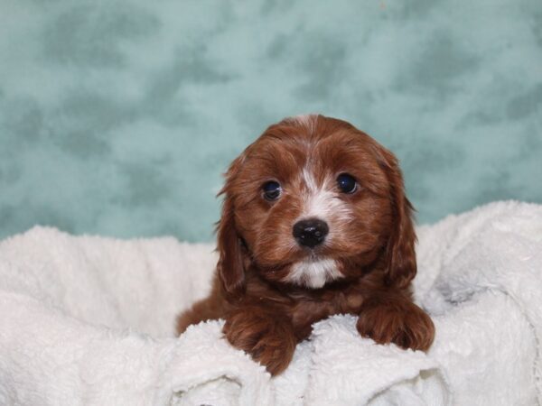 Cavapoo-DOG-Male-RED-9245-Petland Dalton, Georgia