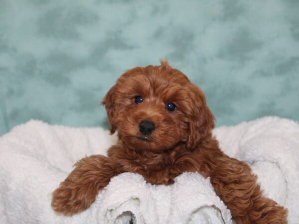 F1 B Mini Goldendoodle-DOG-Male-Red-9248-Petland Dalton, Georgia