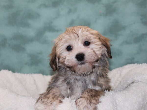 Havanese DOG Female blk Brindle 9246 Petland Dalton, Georgia