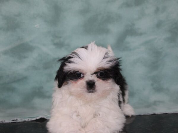 Maltipoo-DOG-Female-BROWN WHITE-9247-Petland Dalton, Georgia