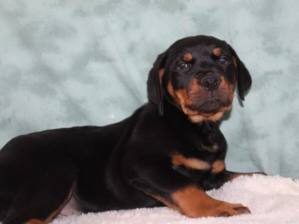 Rottweiler DOG Male Black Tan 9241 Petland Dalton, Georgia